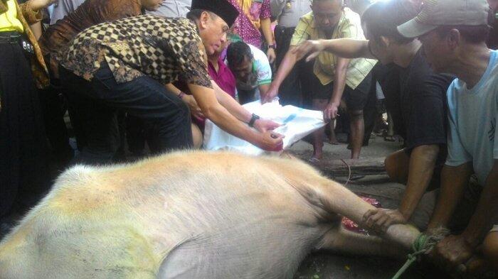 Sambangi Warga Warakas, Kapolda Metro Sembelih Kerbau Bule dan Sapi