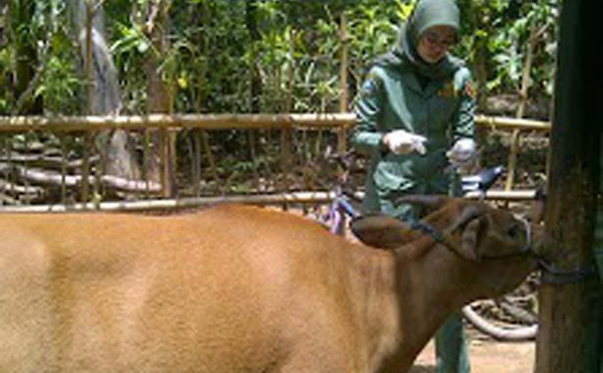 Antraks di Kulon Progo, Anggota Komisi IX : Ada Upaya untuk Impor Daging Sapi