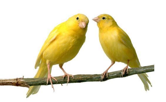 Pedagang Tekwan Sembunyikan Tiga Ekor Burung Warga di Gerobak