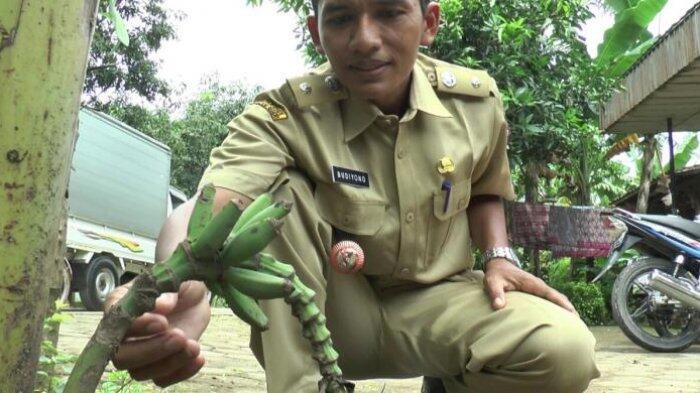 Buah Pisang Raja Ini Unik Karena Muncul Dari Tanah, Begini Asal Usulnya