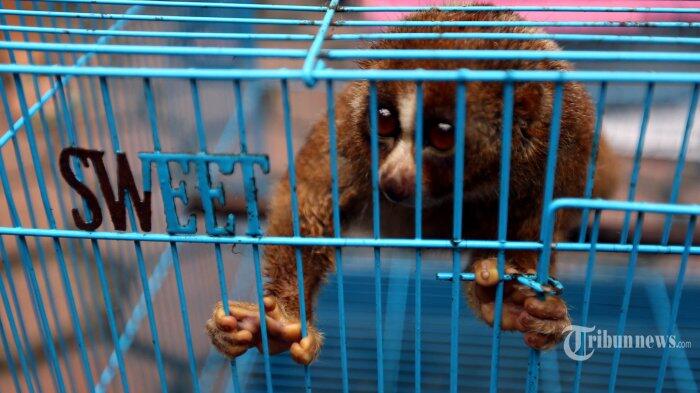 Takut Dipenjara, Pelajar Asal Cirebon Serahkan Kukang Jawa