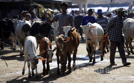 Pemkab Klaten Targetkan 20 Ribu Sapi Bunting Tahun Ini