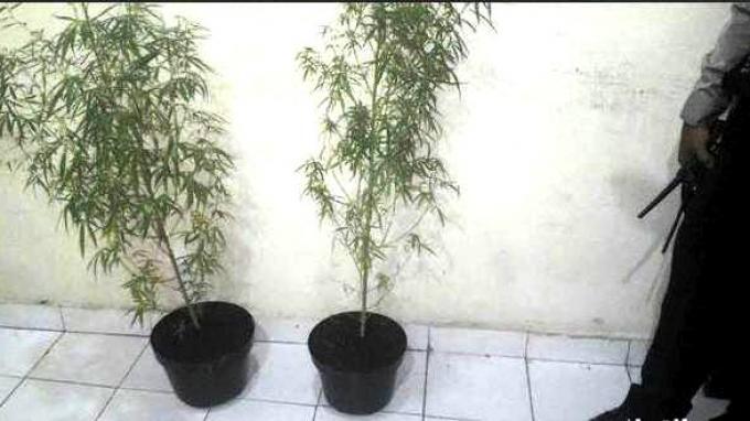 Bandar Narkoba Tertangkap di Rumahnya, Disita Dua Pot Tanaman Ganja
