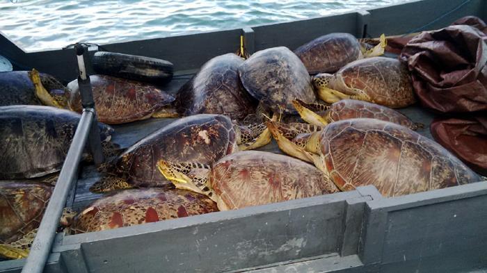 Beragam Modus Penyelundupan Penyu di Bali untuk Tujuan Konsumsi