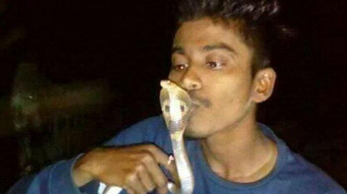 Cium Ular Kobra, Seorang Remaja Tewas Dipagut
