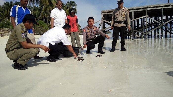 Polsek Bidukbiduk Amankan Tiga Ekor Anak Penyu dari Sebuah Warung