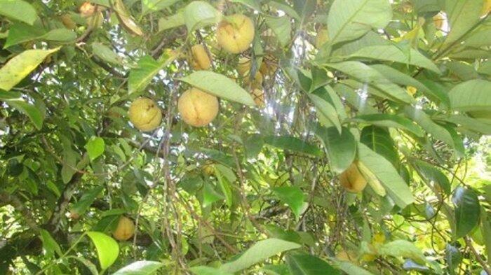 Kemenpar Talkshow di HPN 2017 Sebarkan Info Wisata Jalur Rempah di Maluku