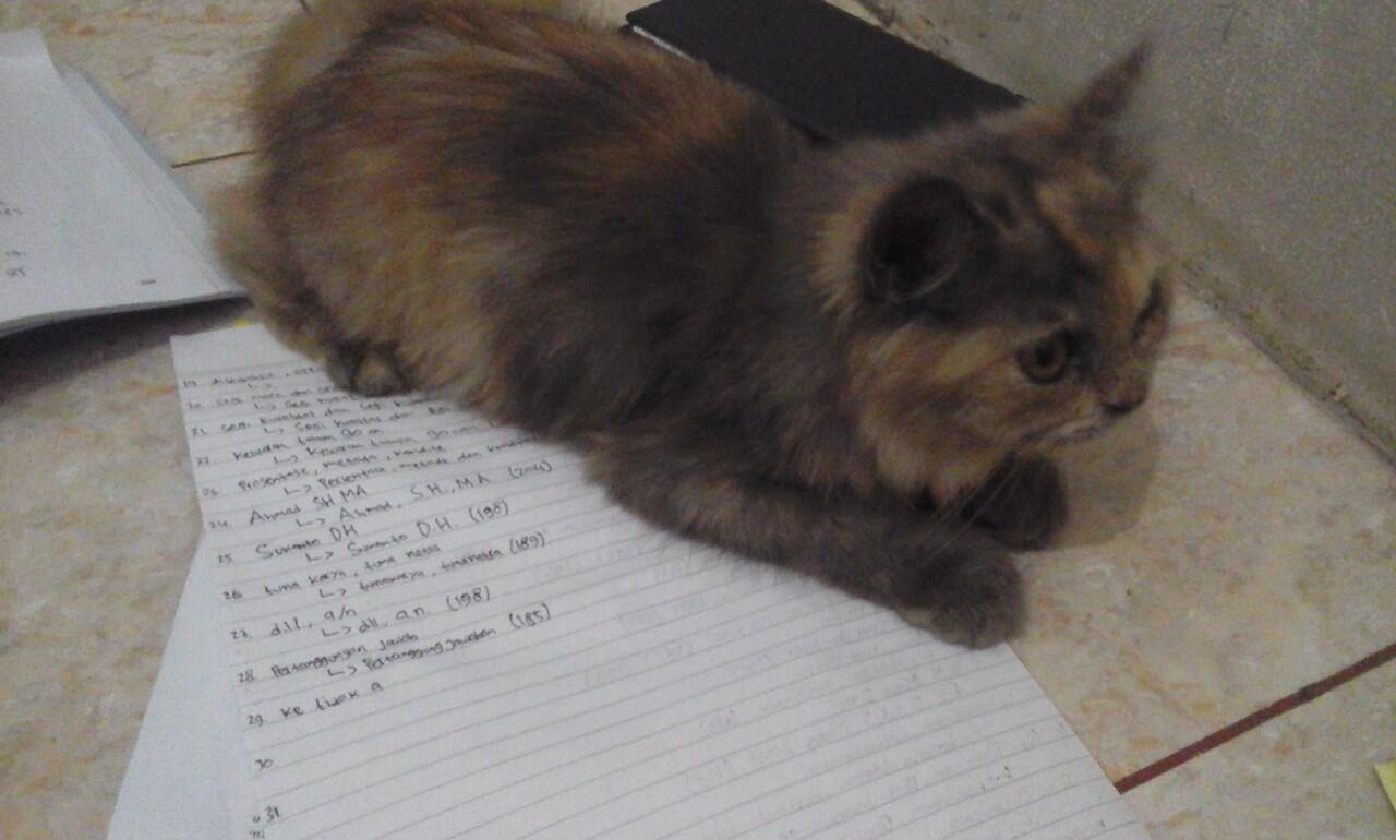 Kucing Hilang