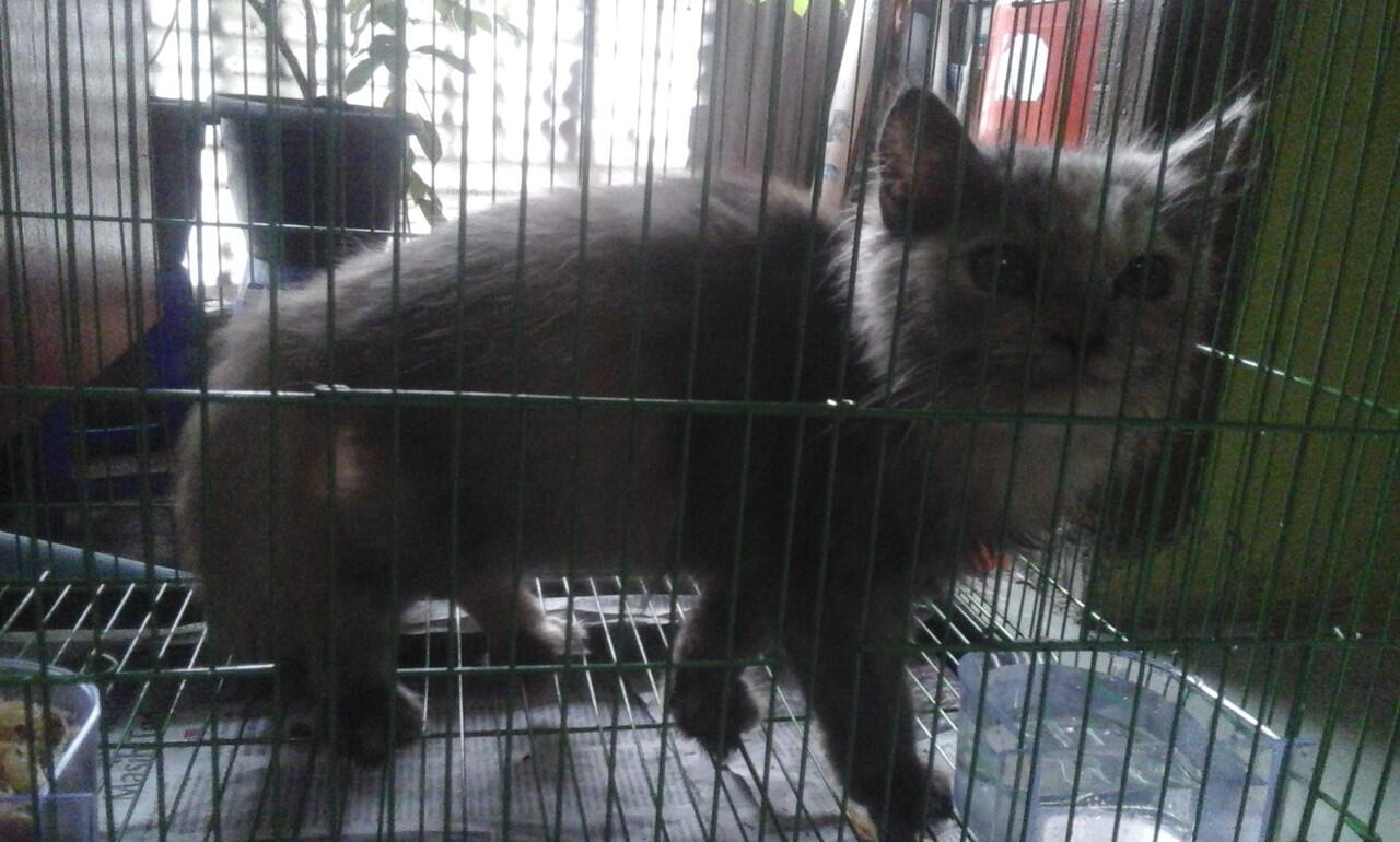 Kucing Hilang