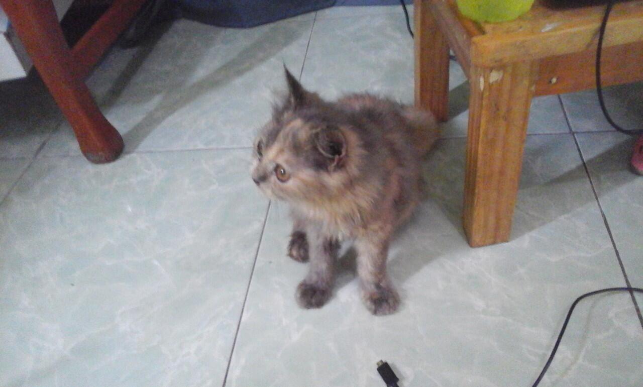 Kucing Hilang