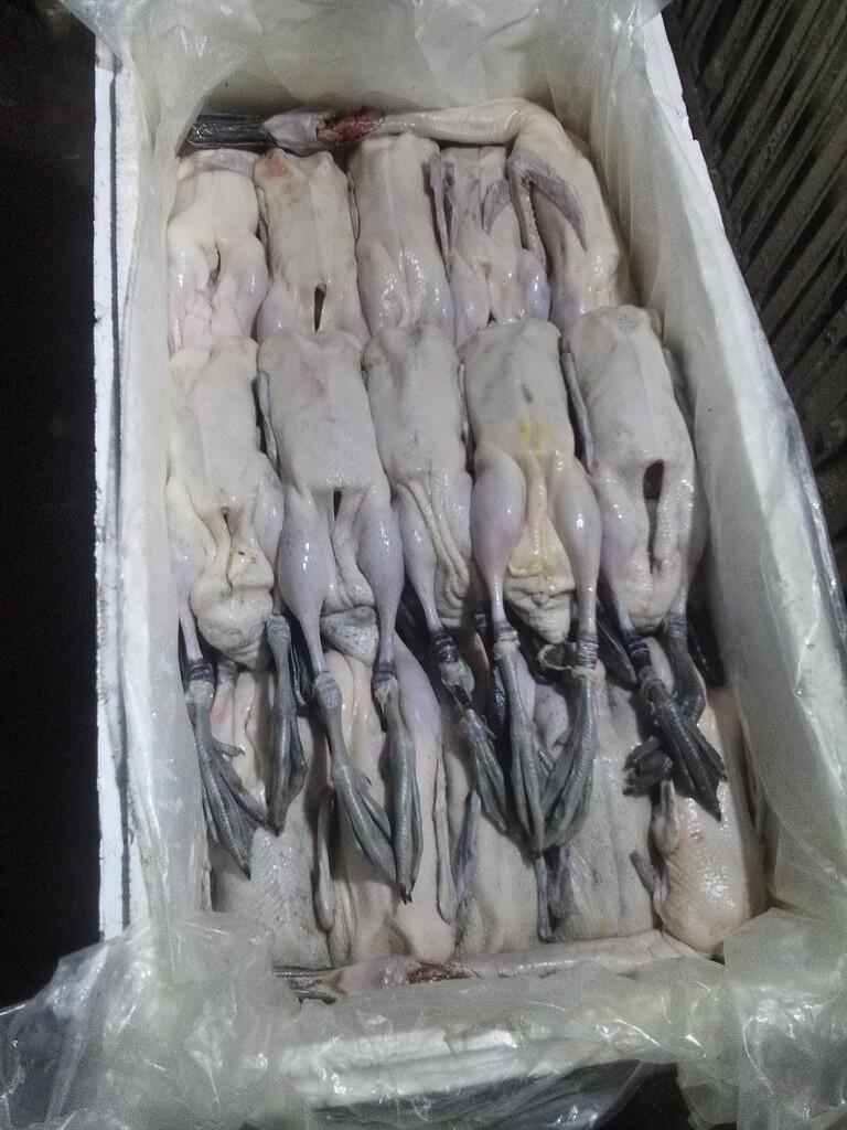 agen bebek potong karkas