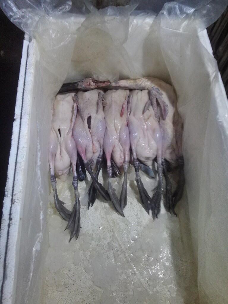 agen bebek potong karkas