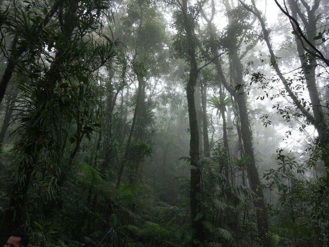 Puncak Salak 2 via Pura, pendakian yang amat sangat biasa-biasa saja