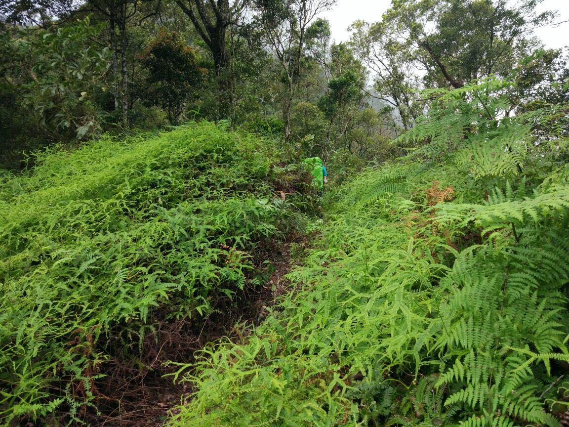 Puncak Salak 2 via Pura, pendakian yang amat sangat biasa-biasa saja