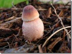 WOw!! Buah-buahan Ini Memiliki Bentuk Yang Aneh. No 4 Mirip Organ Tubuh