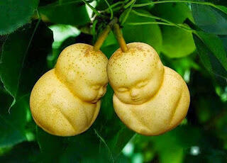 WOw!! Buah-buahan Ini Memiliki Bentuk Yang Aneh. No 4 Mirip Organ Tubuh