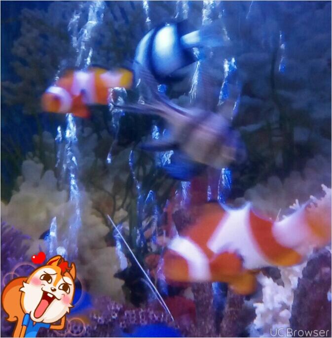 aquarium air laut ( penjual n pembeli) ngumpull disini