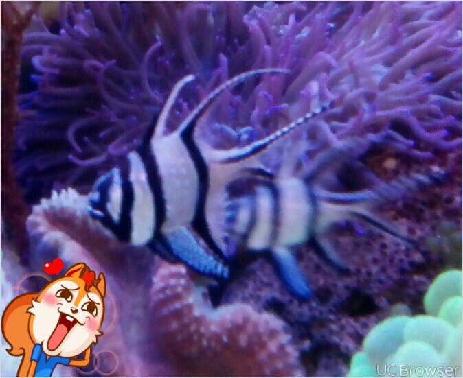 aquarium air laut ( penjual n pembeli) ngumpull disini