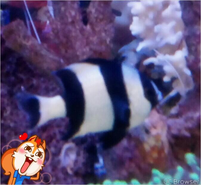 aquarium air laut ( penjual n pembeli) ngumpull disini