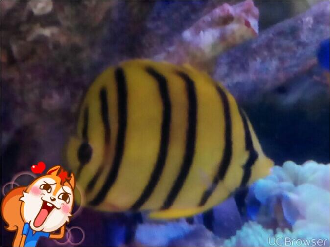 aquarium air laut ( penjual n pembeli) ngumpull disini