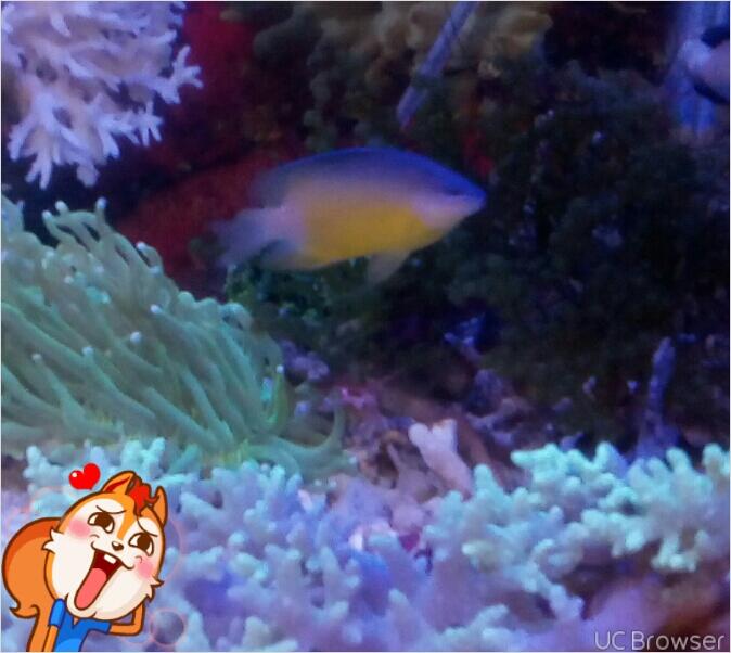 aquarium air laut ( penjual n pembeli) ngumpull disini