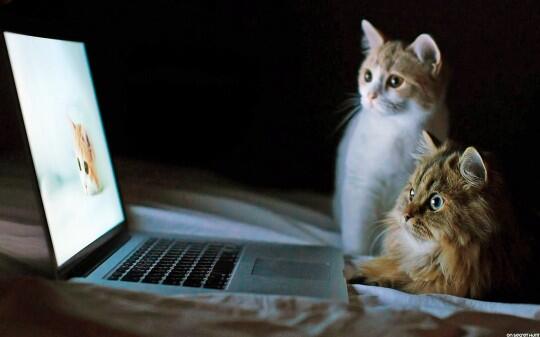 Film-Film Yang Membuat Agan dan Sista Jadi Ingin Memelihara Kucing