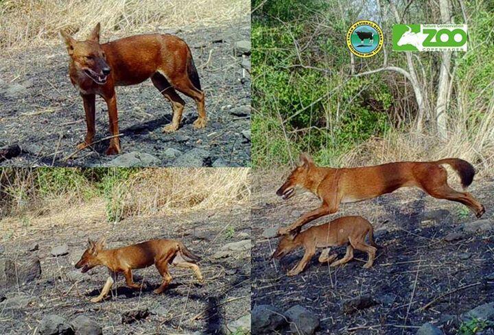 Inilah Ajag Binatang  Paling Buas  Di  Daratan Pulau Jawa  