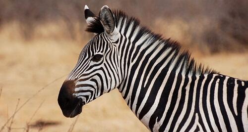 Iseng Banget! Anak Kecil Ini Nyoret-nyoret Badan Adeknya Biar Kayak Zebra