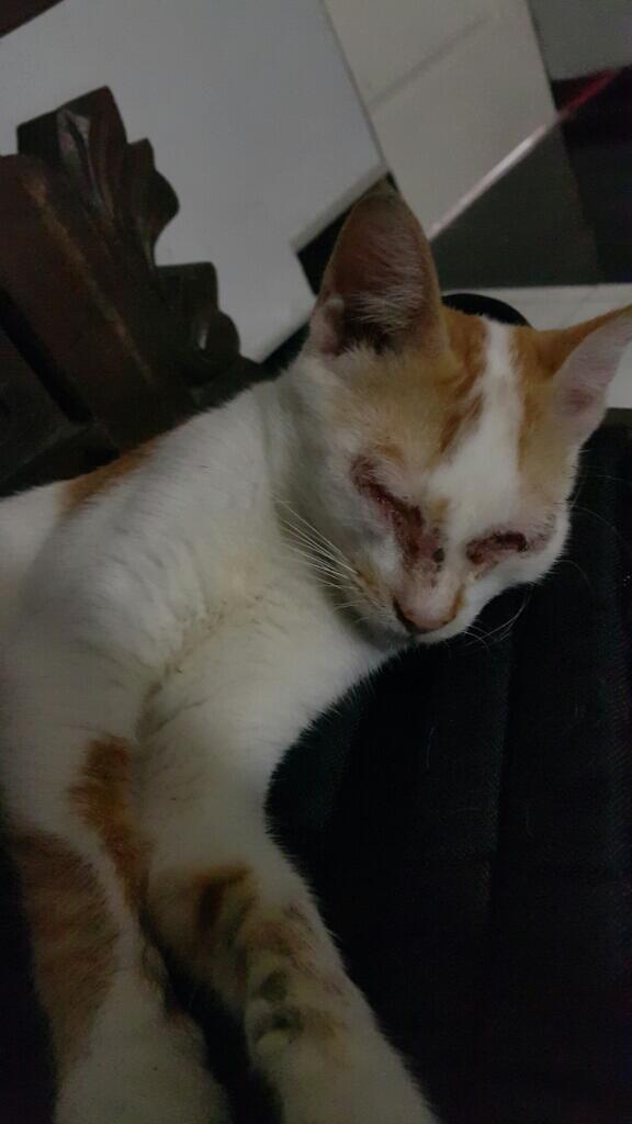 Minta Bantuan Untuk Kucing Ane Gan