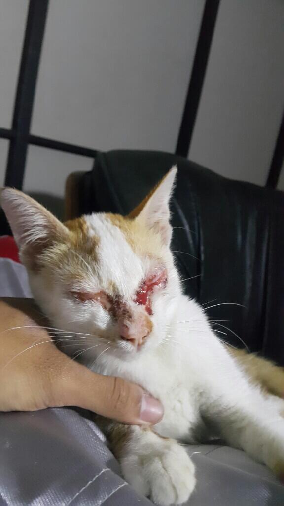 Minta Bantuan Untuk Kucing Ane Gan