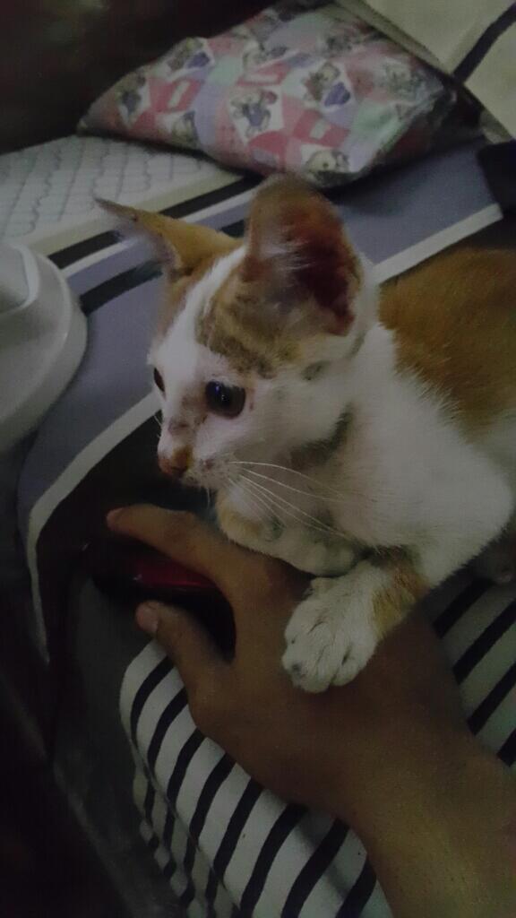 Minta Bantuan Untuk Kucing Ane Gan