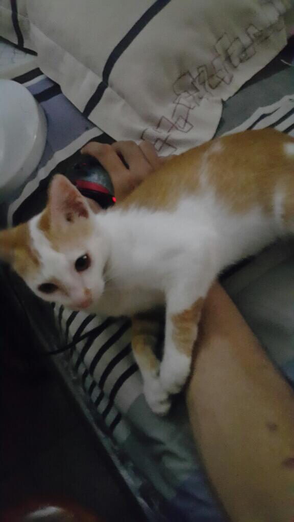 Minta Bantuan Untuk Kucing Ane Gan