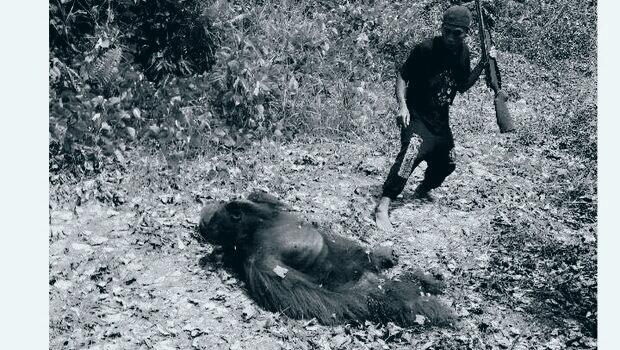 Orangutan Dibunuh dan Dimasak, Komisi IV Minta Polisi Usut Tuntas