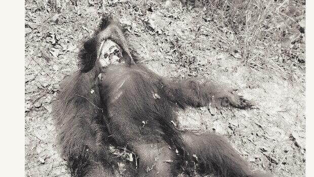 Orangutan Dibunuh dan Dimasak, Komisi IV Minta Polisi Usut Tuntas