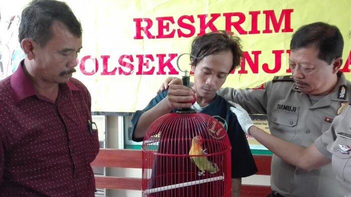 Ditanyakan Alasan Curi Burung, Jawaban Pengamen Ini Sungguh Mengejutkan