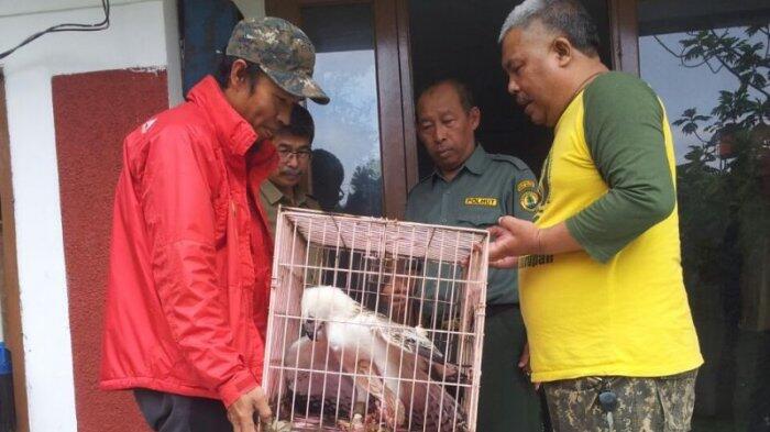 Tiga Elang Dievakuasi, Seekor di antaranya Alami Bulu Rontok