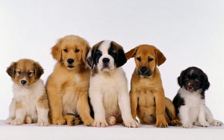 Bagaimana Memilih Anjing Kecil Atau Puppies Kaskus