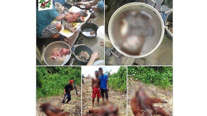 Foto 10 Pria Memasak dan Memakan Orangutan Beredar, Begini Nasibnya Sekarang