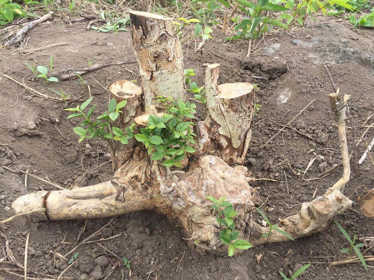 Bonsai Serut 2 Batang Lurus Simpel | Cahunit.com