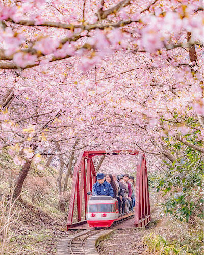 Kabar Gembira! Sakura Udah Mekar di Jepang Gan!