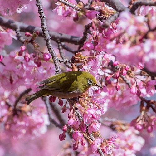 Kabar Gembira! Sakura Udah Mekar di Jepang Gan!