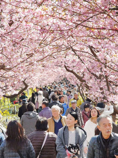 Kabar Gembira! Sakura Udah Mekar di Jepang Gan!