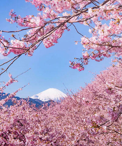 Kabar Gembira! Sakura Udah Mekar di Jepang Gan!