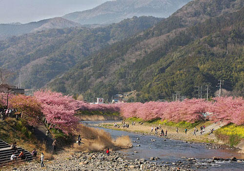 Kabar Gembira! Sakura Udah Mekar di Jepang Gan!