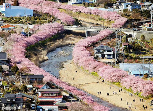 Kabar Gembira! Sakura Udah Mekar di Jepang Gan!