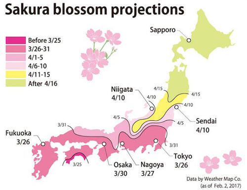 Kabar Gembira! Sakura Udah Mekar di Jepang Gan!