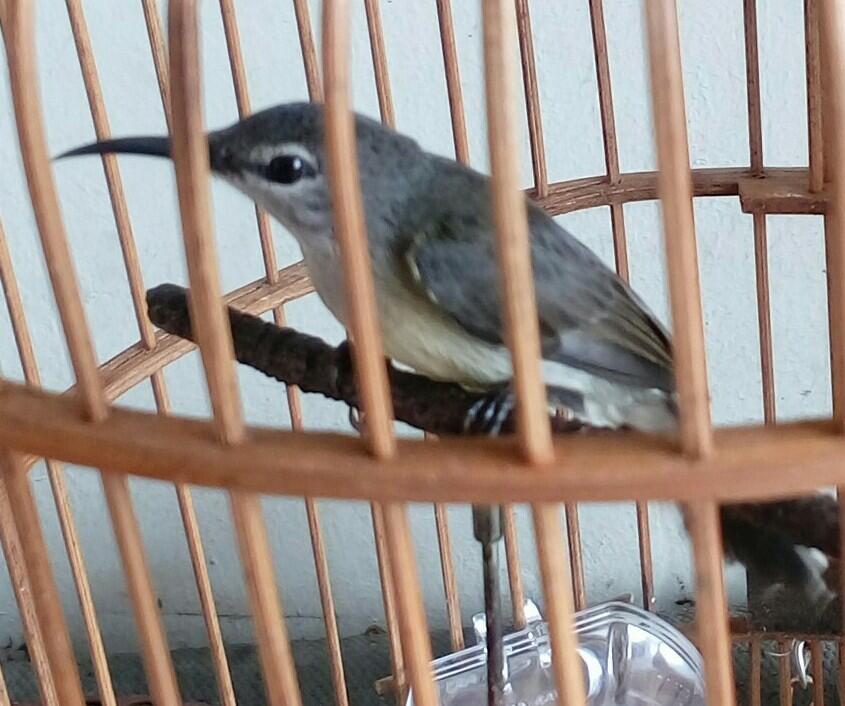 Balasan Dari Colibri Colibri Kaskus