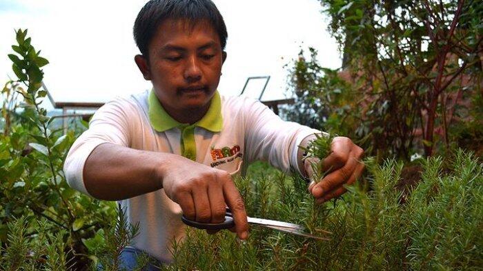 Asep, Pembudidaya Tanaman Herbal Khas Eropa di Kampung Cibengang