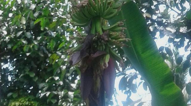 Tandan Pisang Terbelah 2 di Bengkulu Tanda Pemenang Pilkada DKI?