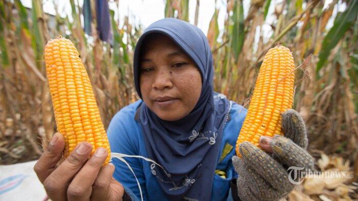 Mentan Apresiasi Kerjasama Japfa-Vasham Guna Penuhi Stok Jagung